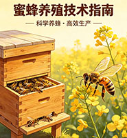 蜜蜂养殖