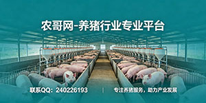 养猪