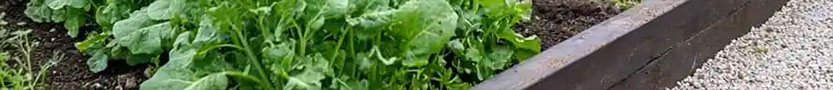 蔬菜